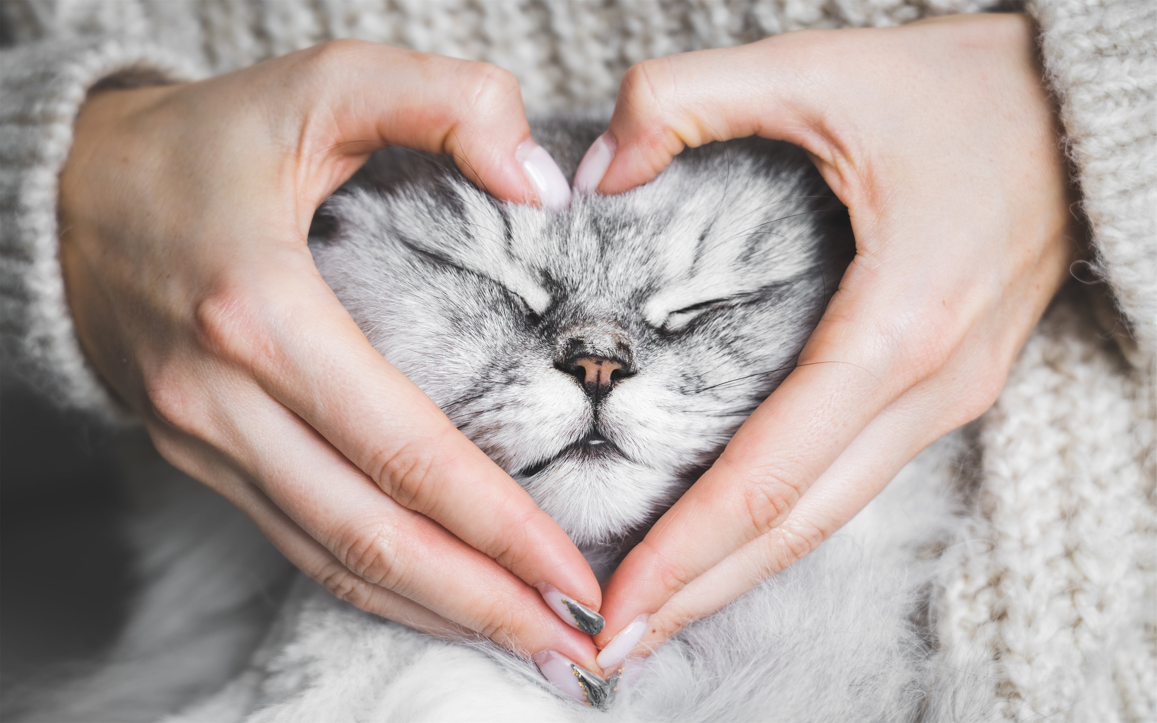 6 Areas of Life My Cat Has Improved