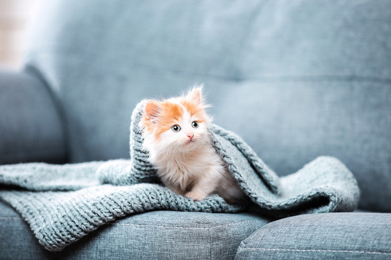 Are Cats Born Blind?