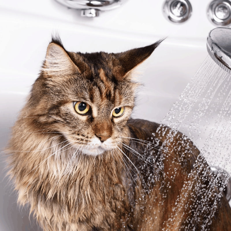 Everything You Need to Know About Bathing Your Cat