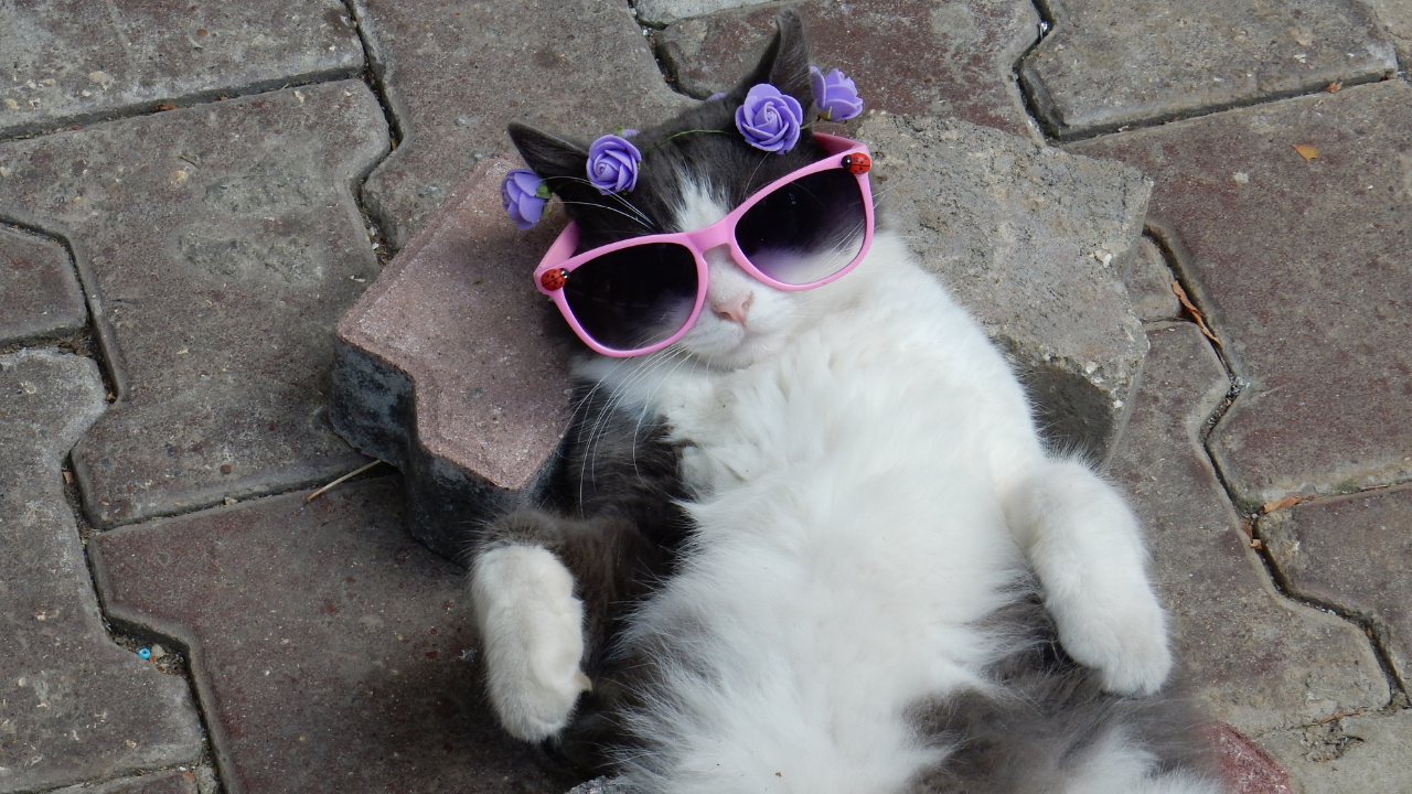 Are Cats Easy to Take Care of? Discover the Truth Now