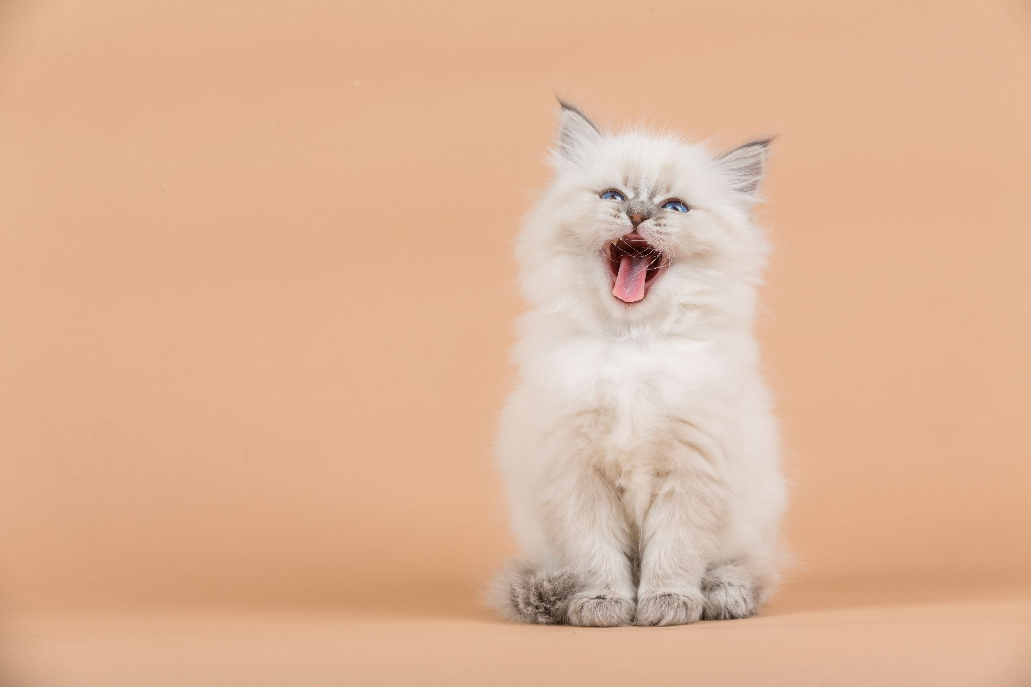 Which Cat is the Perfect Match for Your Zodiac Sign?