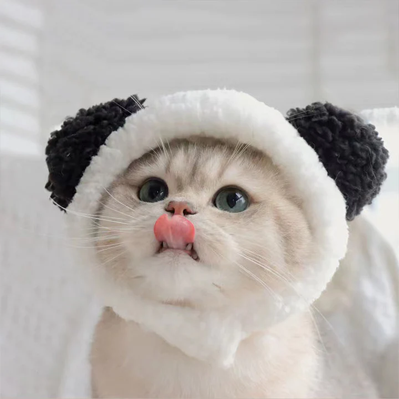 7 Things You Should Know Before Getting a Cat