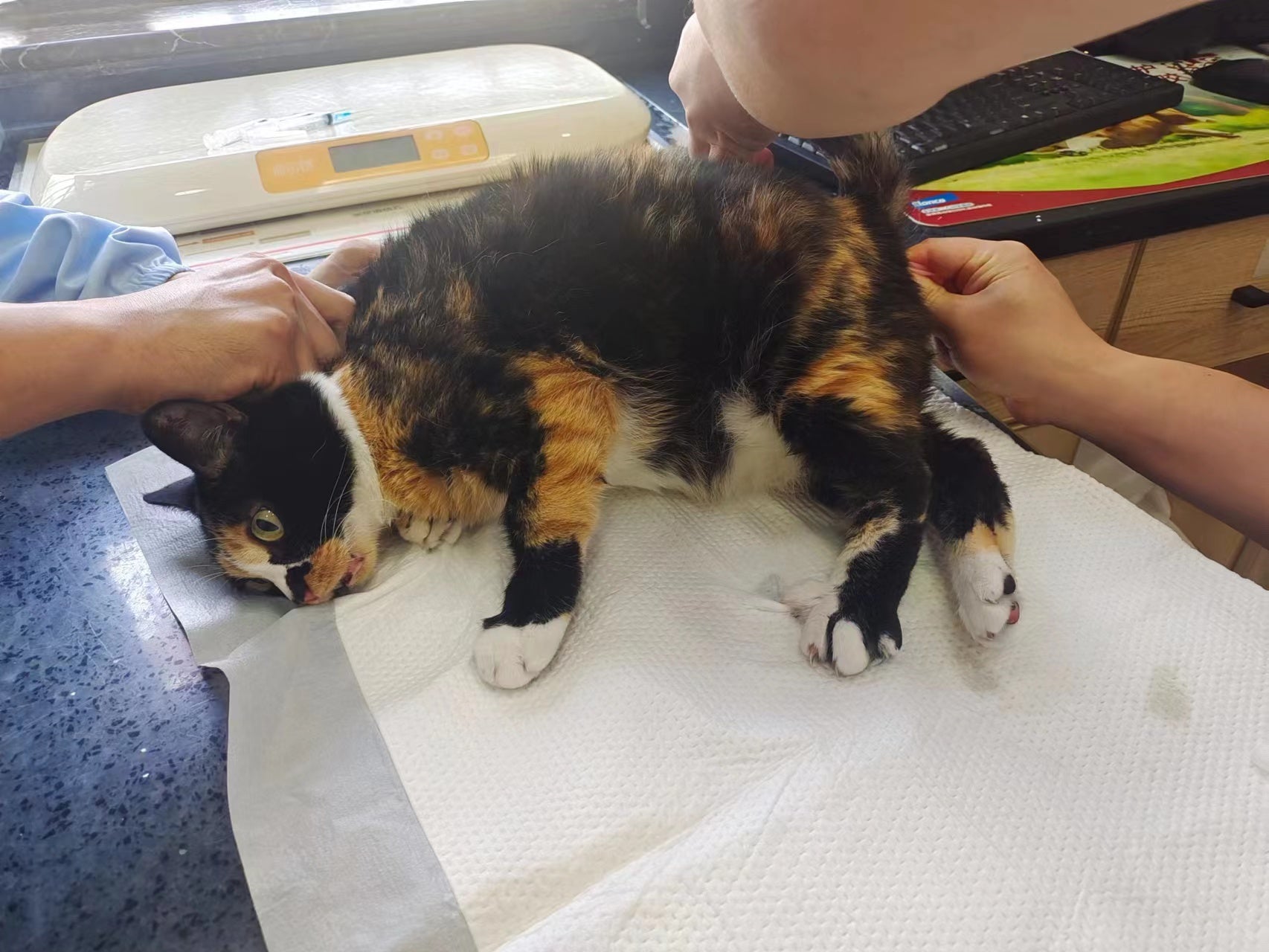 Can Anyone Help Our Flora?