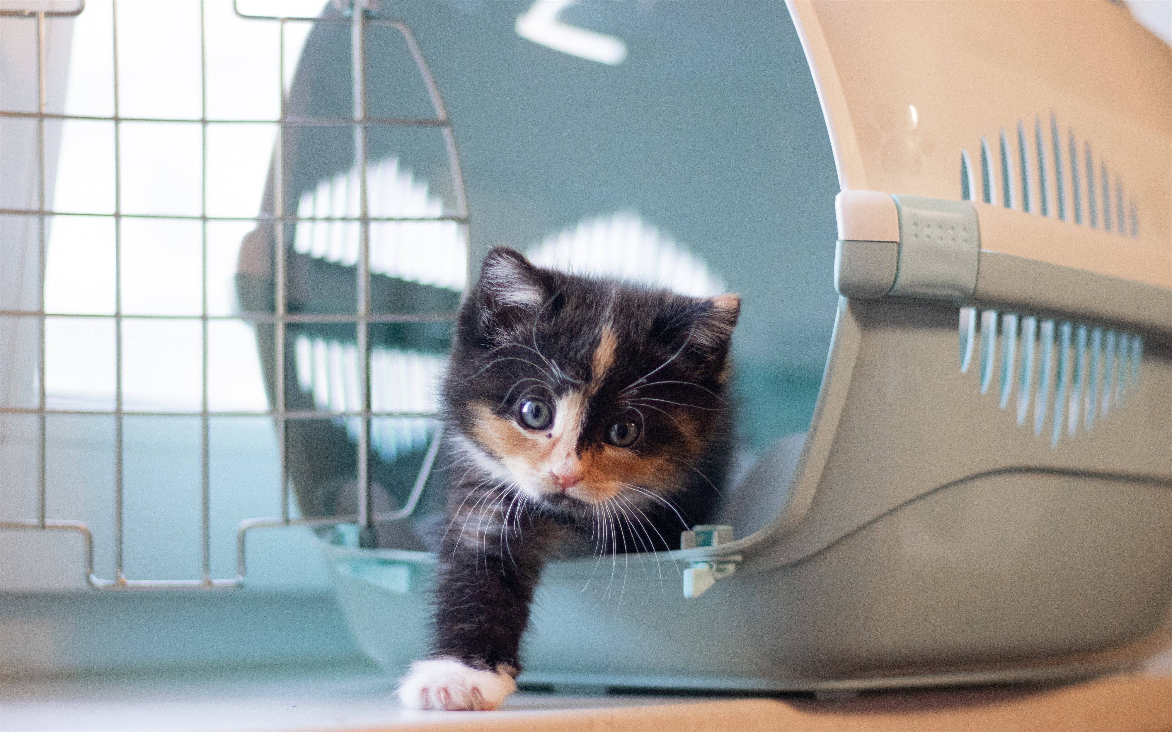 5 Things Before Picking the Perfect Pet Carriers
