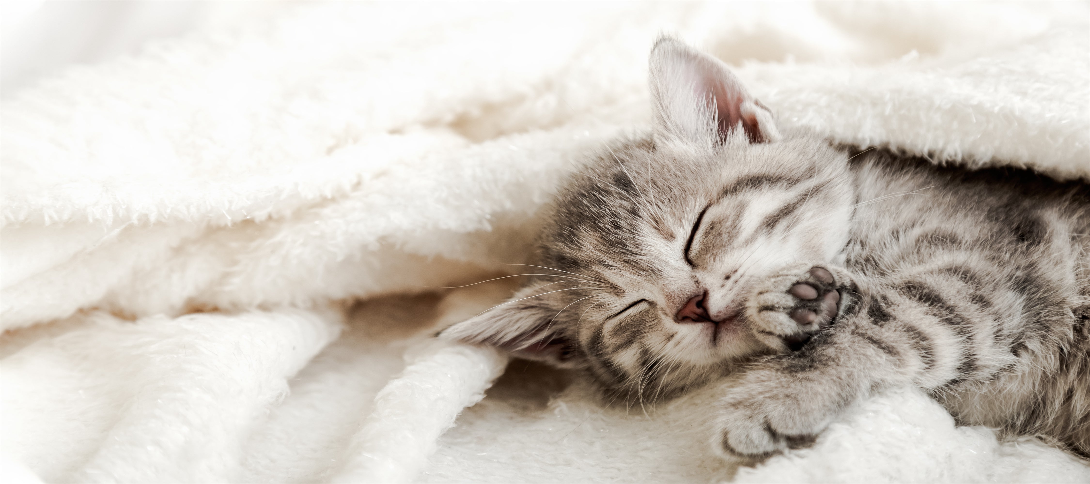 Must-Have Cat Accessories For a Happy and Healthy Feline