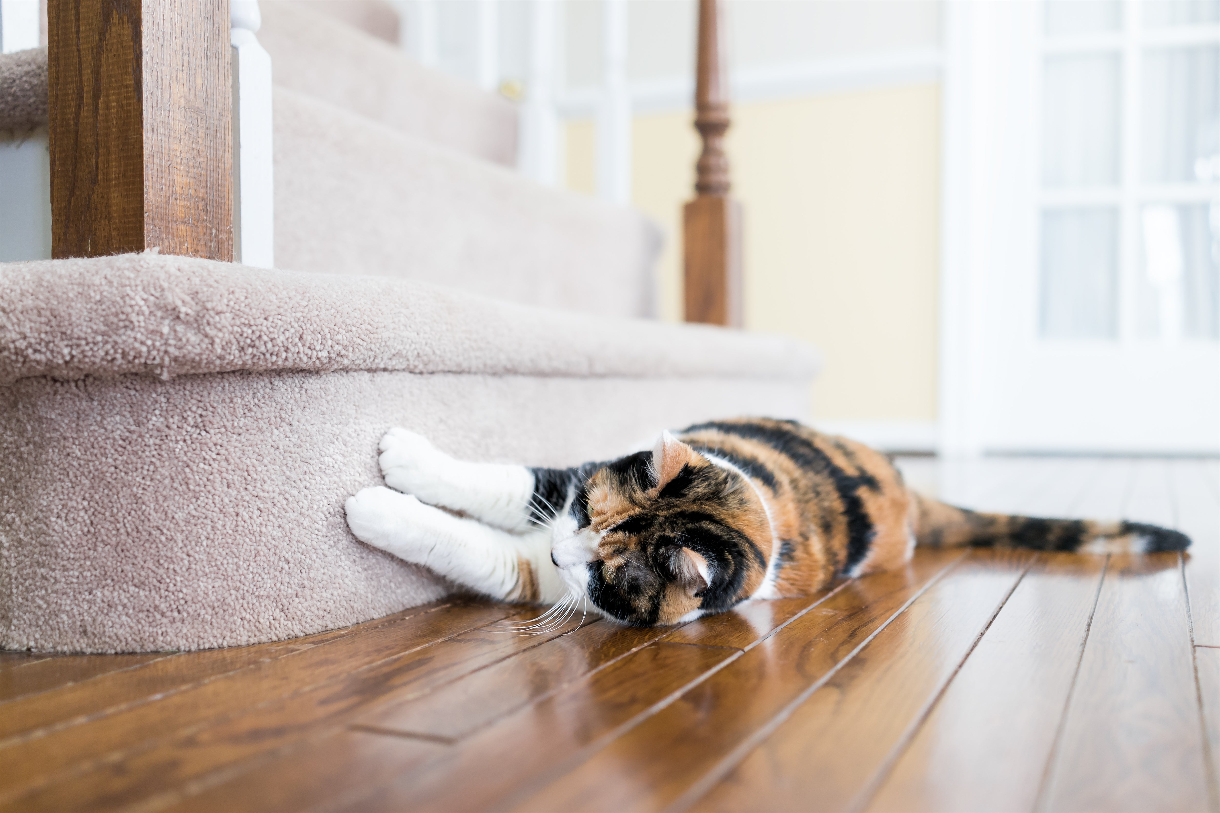 Why Cat Scratch Leather Furniture And How To Stop It?