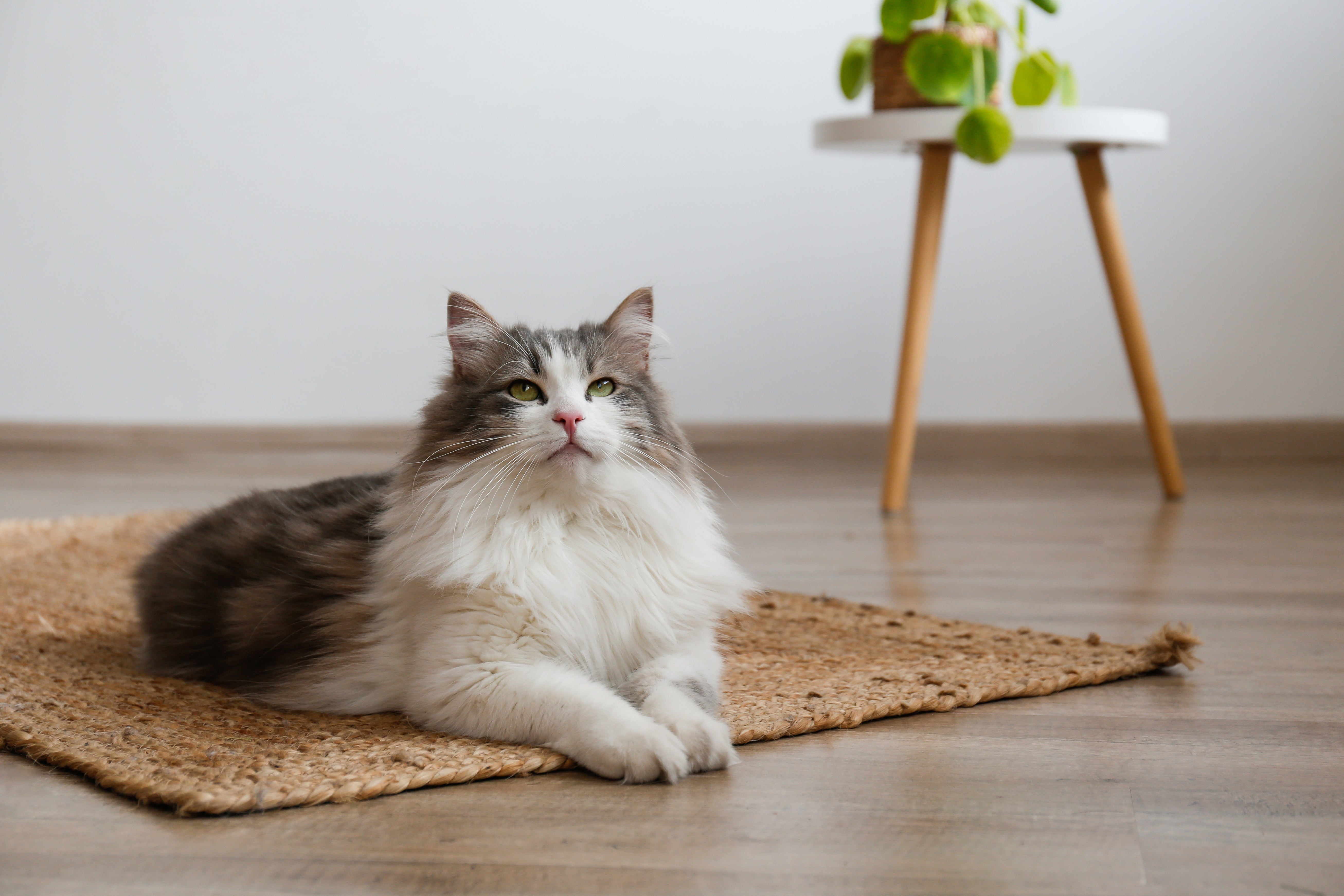 Why A Cat Bed Is A Valuable Investment For Your Cat