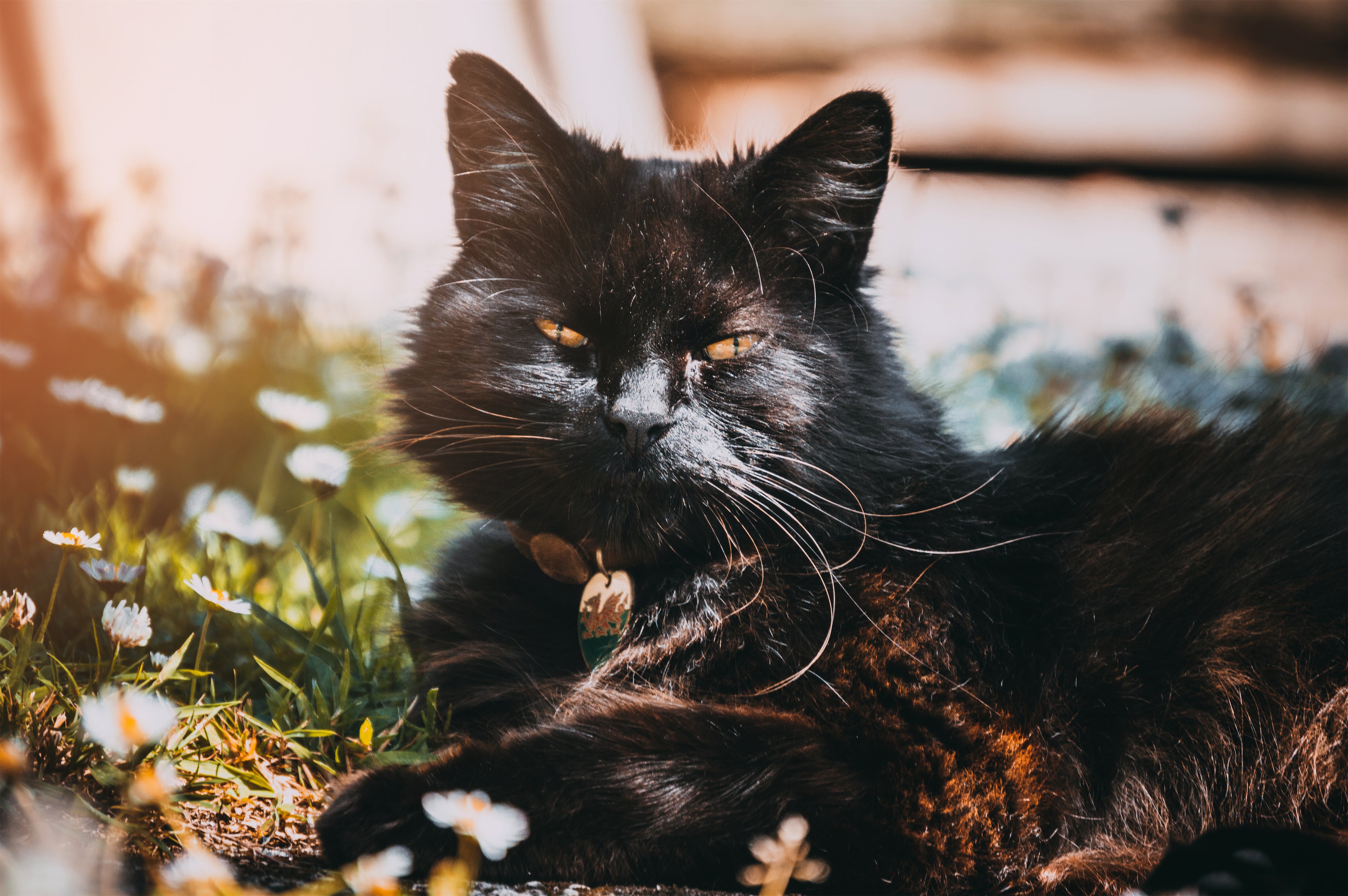 Creating Harmony Environment in Your Multi-Cat Household