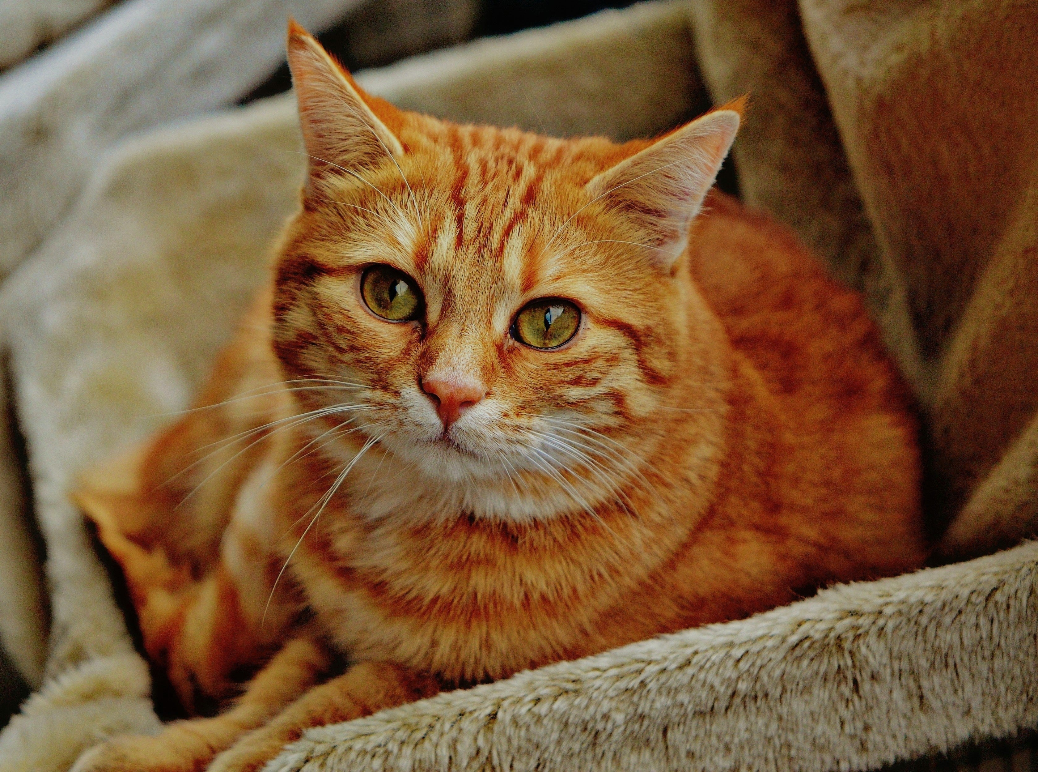 Leaving Your Cat Alone While on Vacation: The Intricacies of Feline Independence