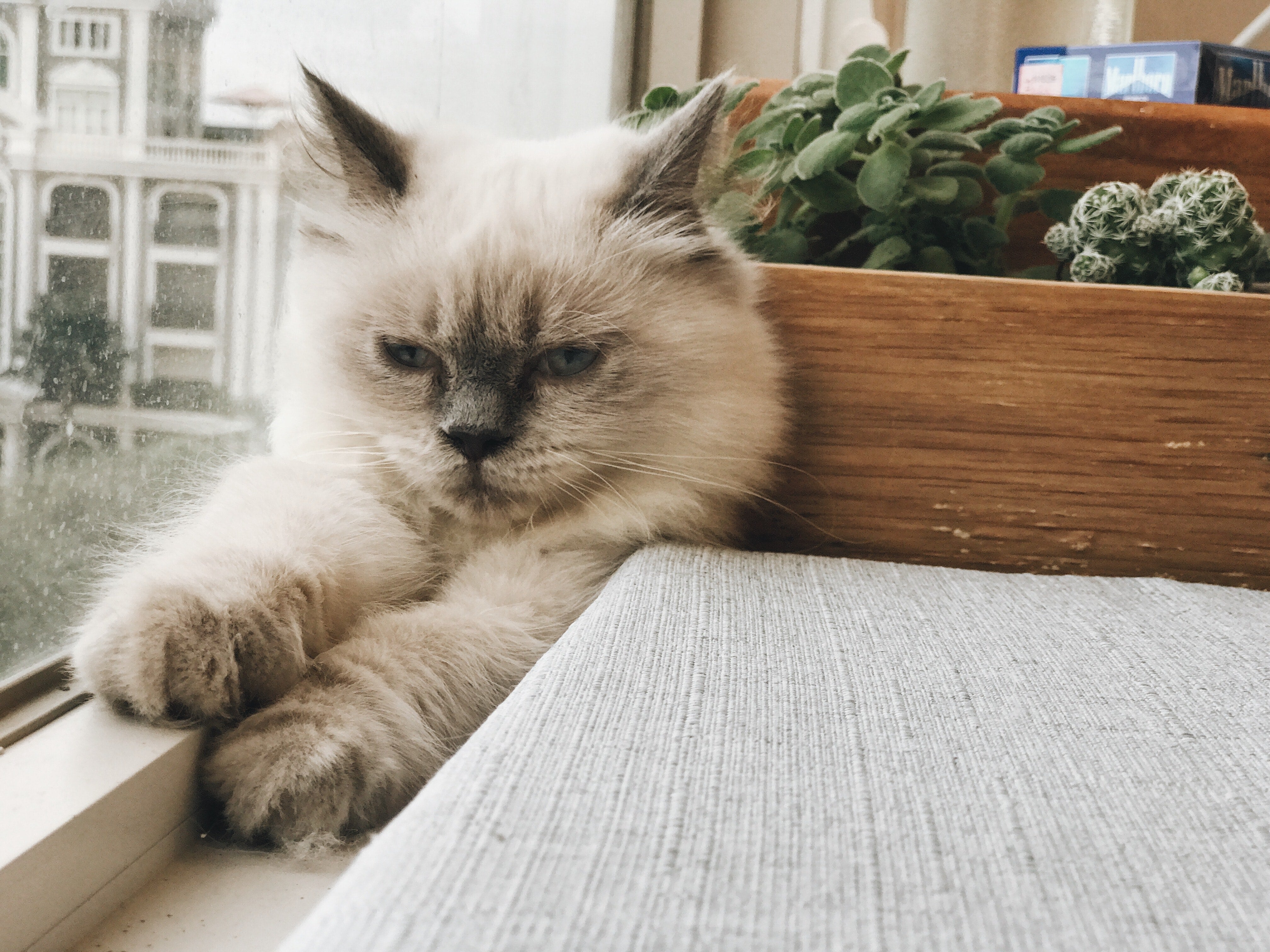 How To Keep Your Indoor Cat Happy?