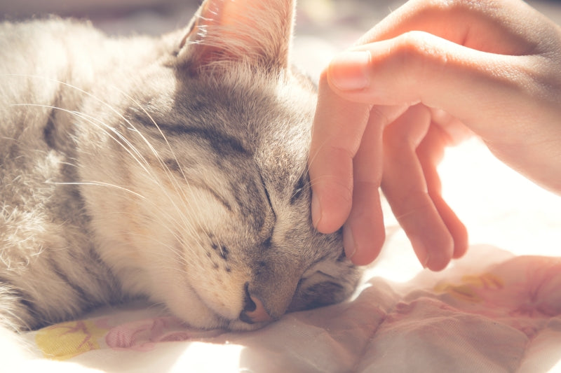 Cat Language-Understanding How Cats Express Love
