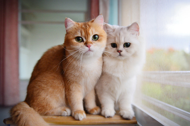 Find Out What Your Cat’s Zodiac Sign Says About Their Personality