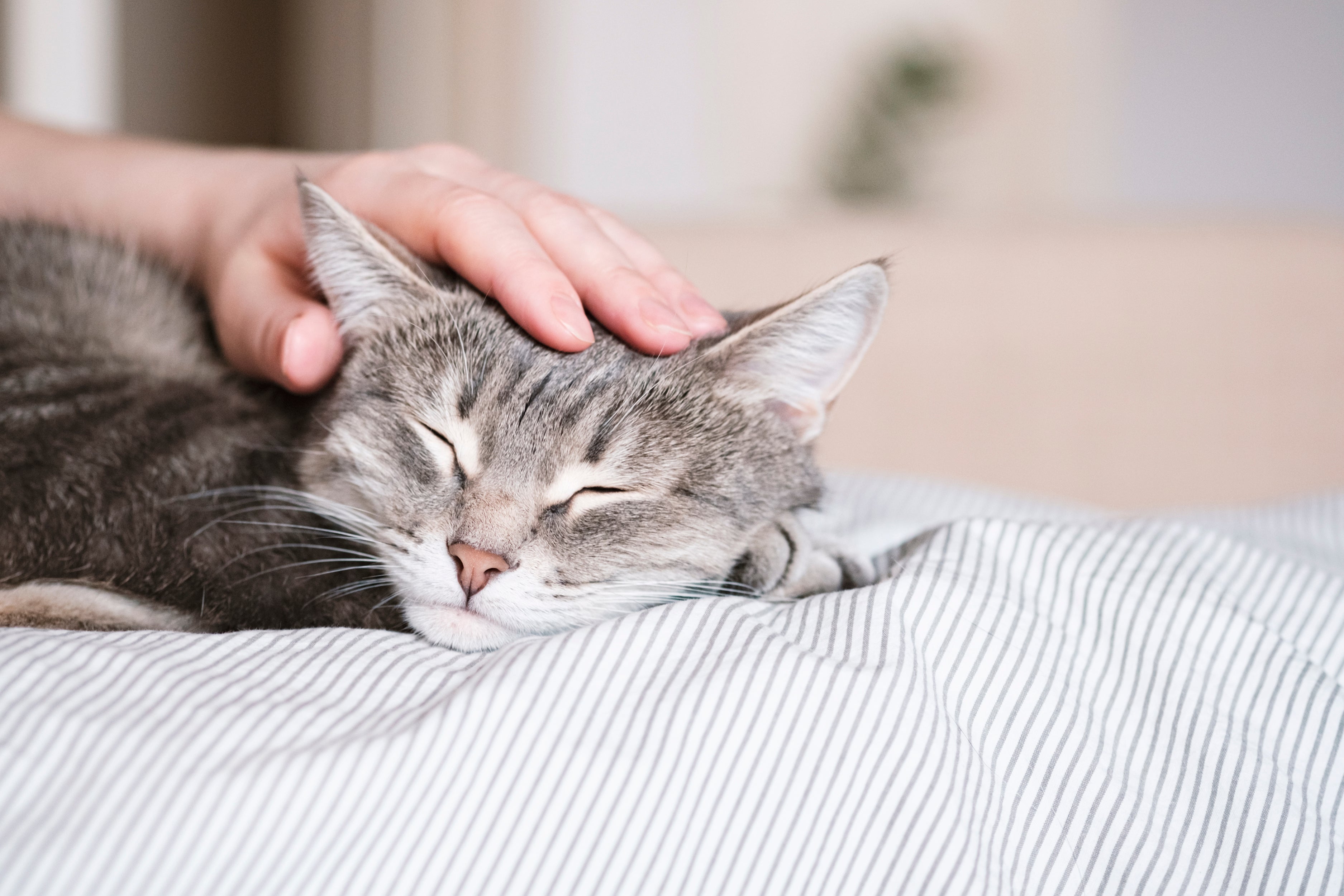 How to Stop Your Cat from Peeing on Your Bed