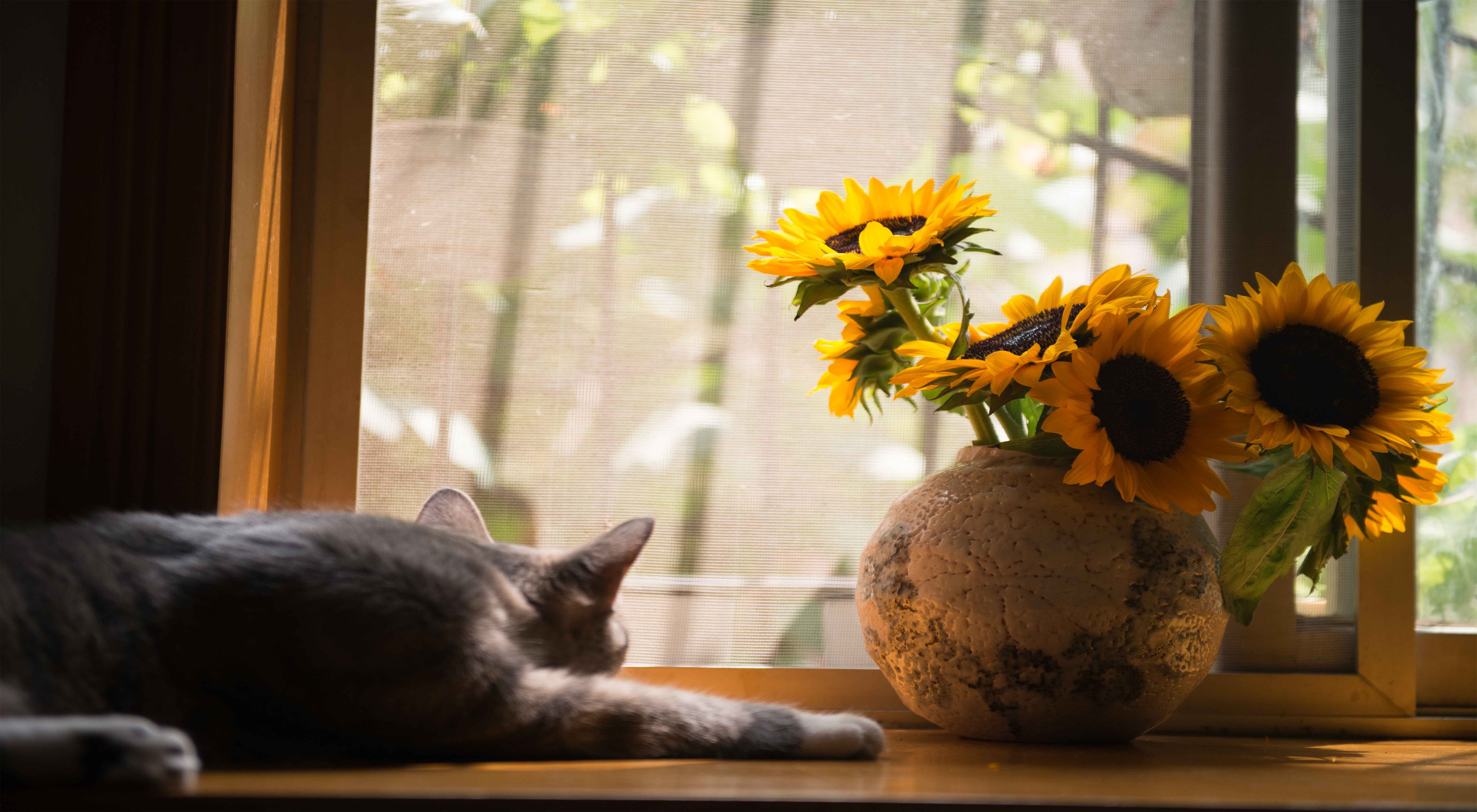 How to Help Pets Adjust to Their Owners' Back-to-School Season
