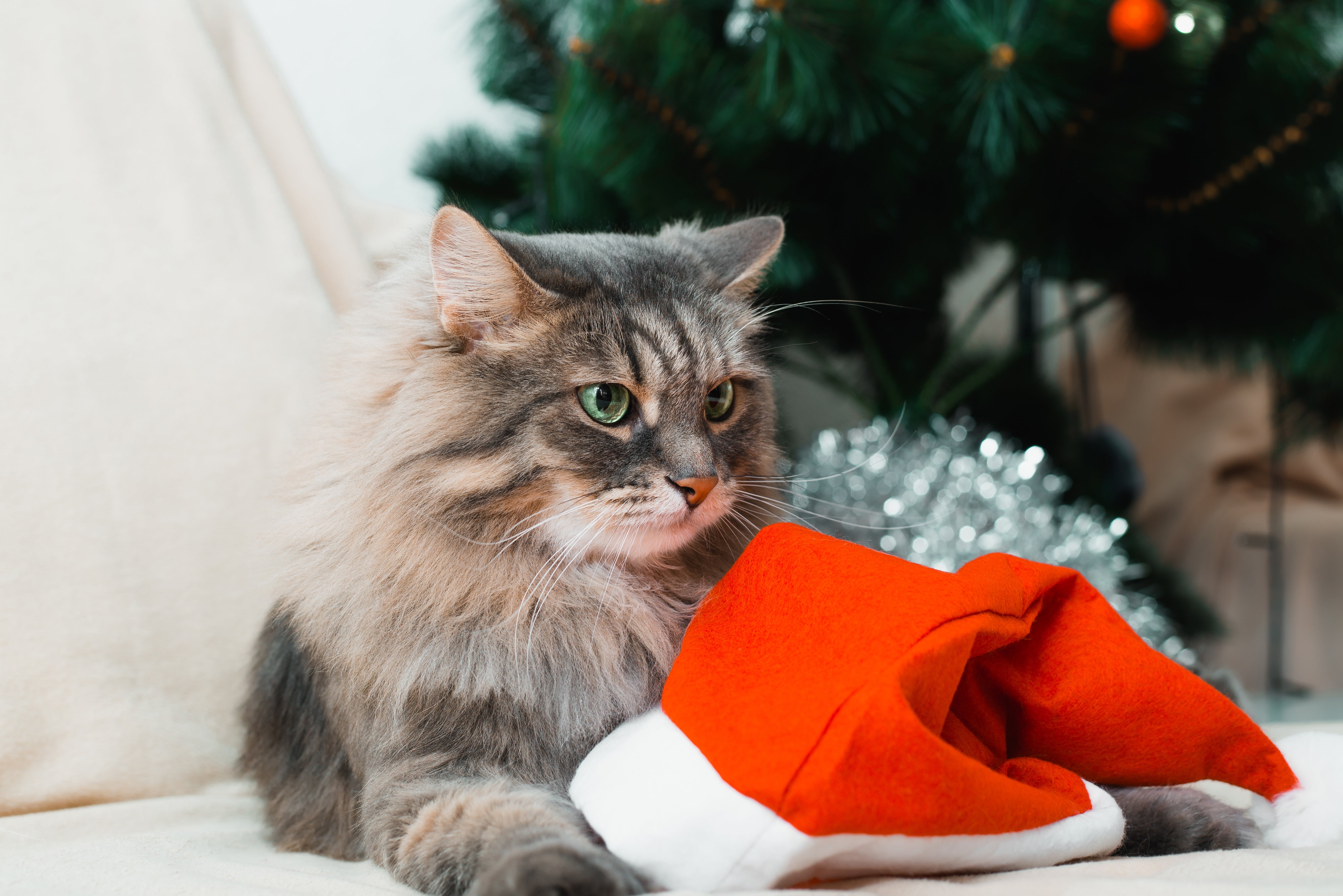 Purr-fect Presents: Crafting the Ultimate Christmas Wish List for Your Cats