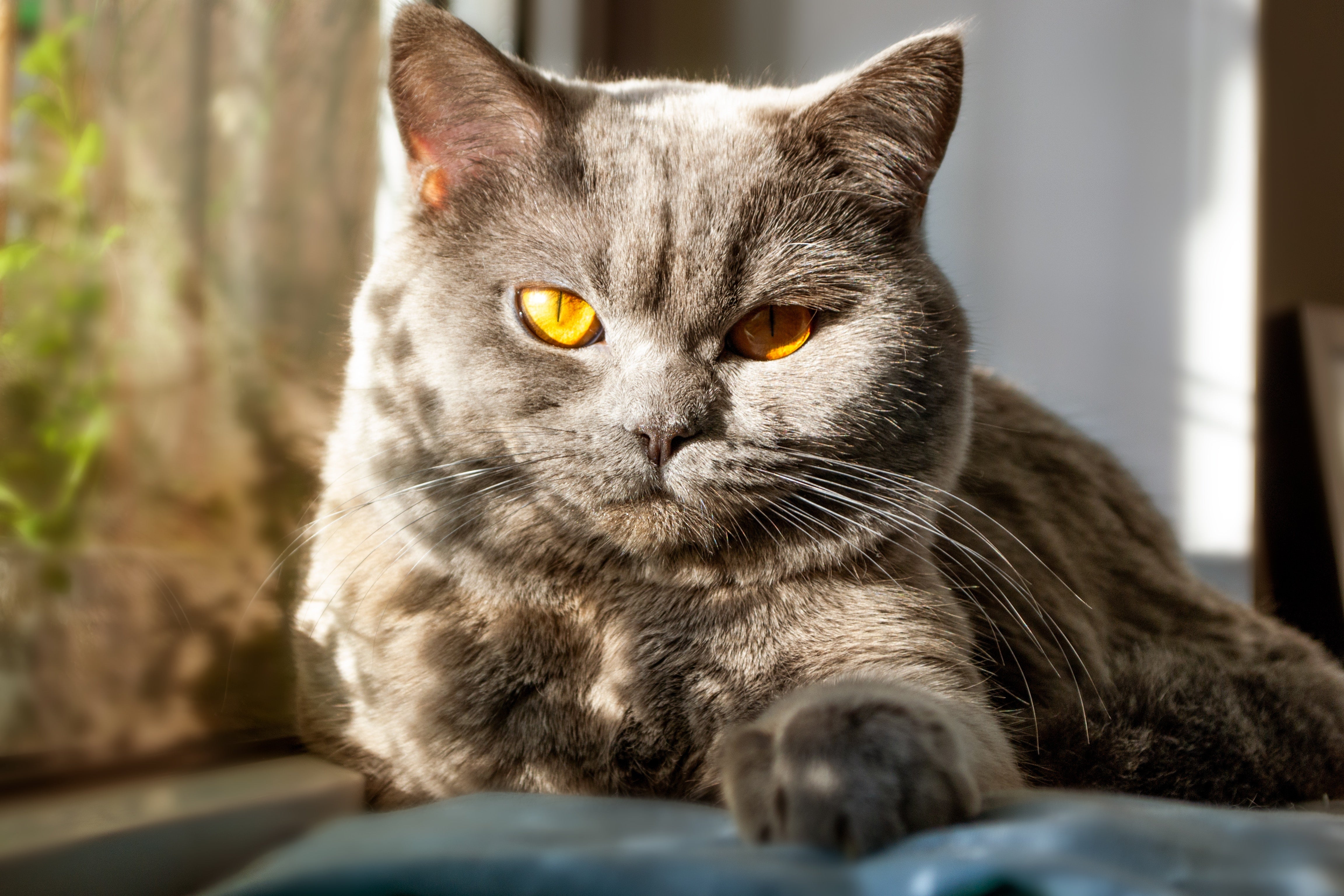 Embracing Golden Years: Why Adopt a Senior Pet Month Matters