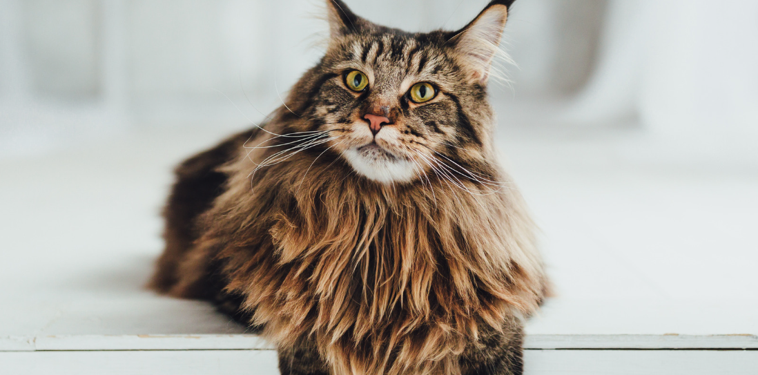 Best cat tree for fat cats best sale