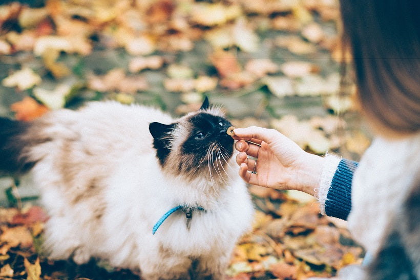 How Often Should You Feed Your Cat?