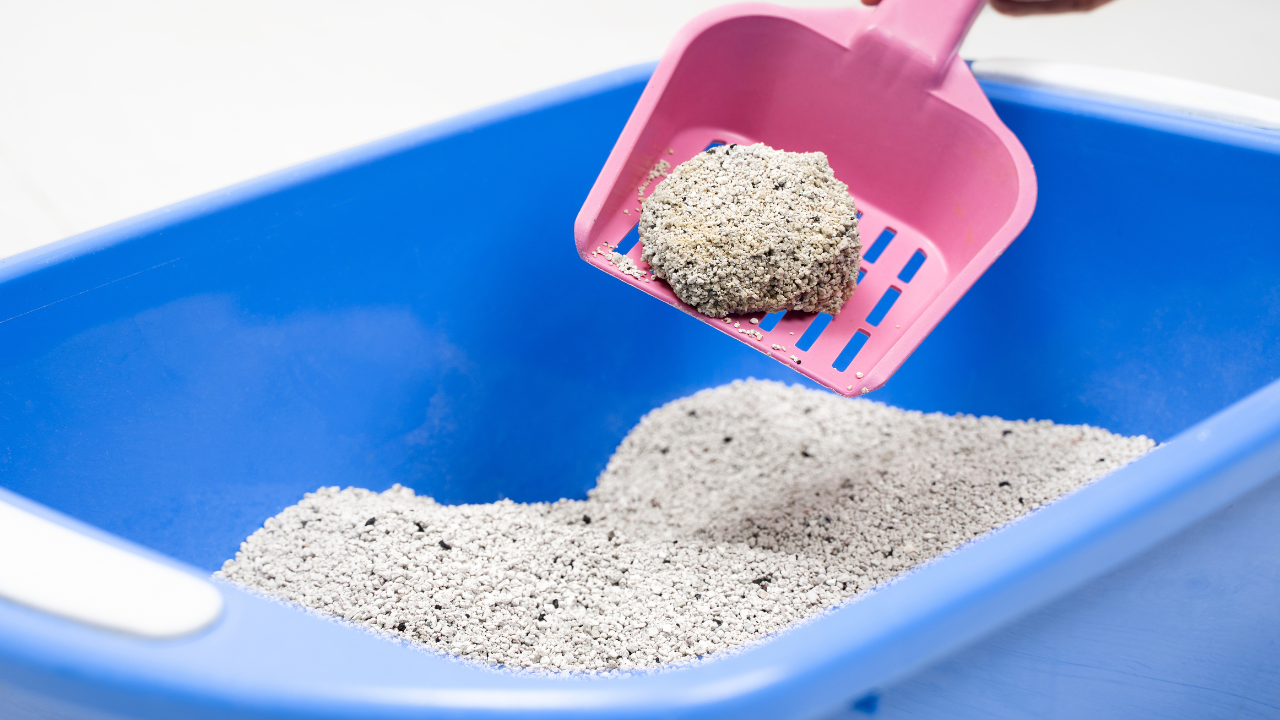 Cat Litter and Toxoplasmosis  Understanding the Risks and Prevention   Happy & Polly