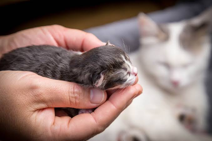 How to Help a Pregnant Cat During Labor