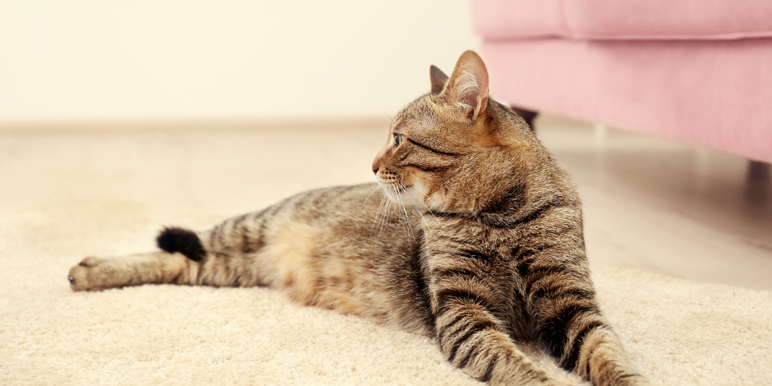 How to Stop Cats from Peeing on Carpet Happy Polly