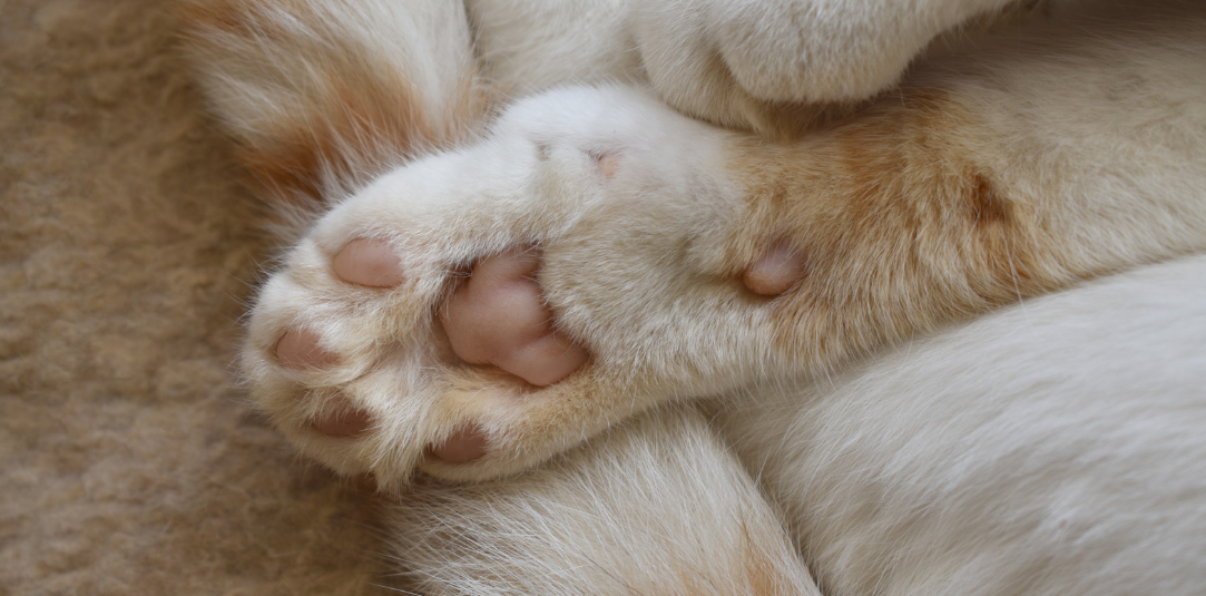 Can I Get Worms from My Cat Sleeping in My Bed?