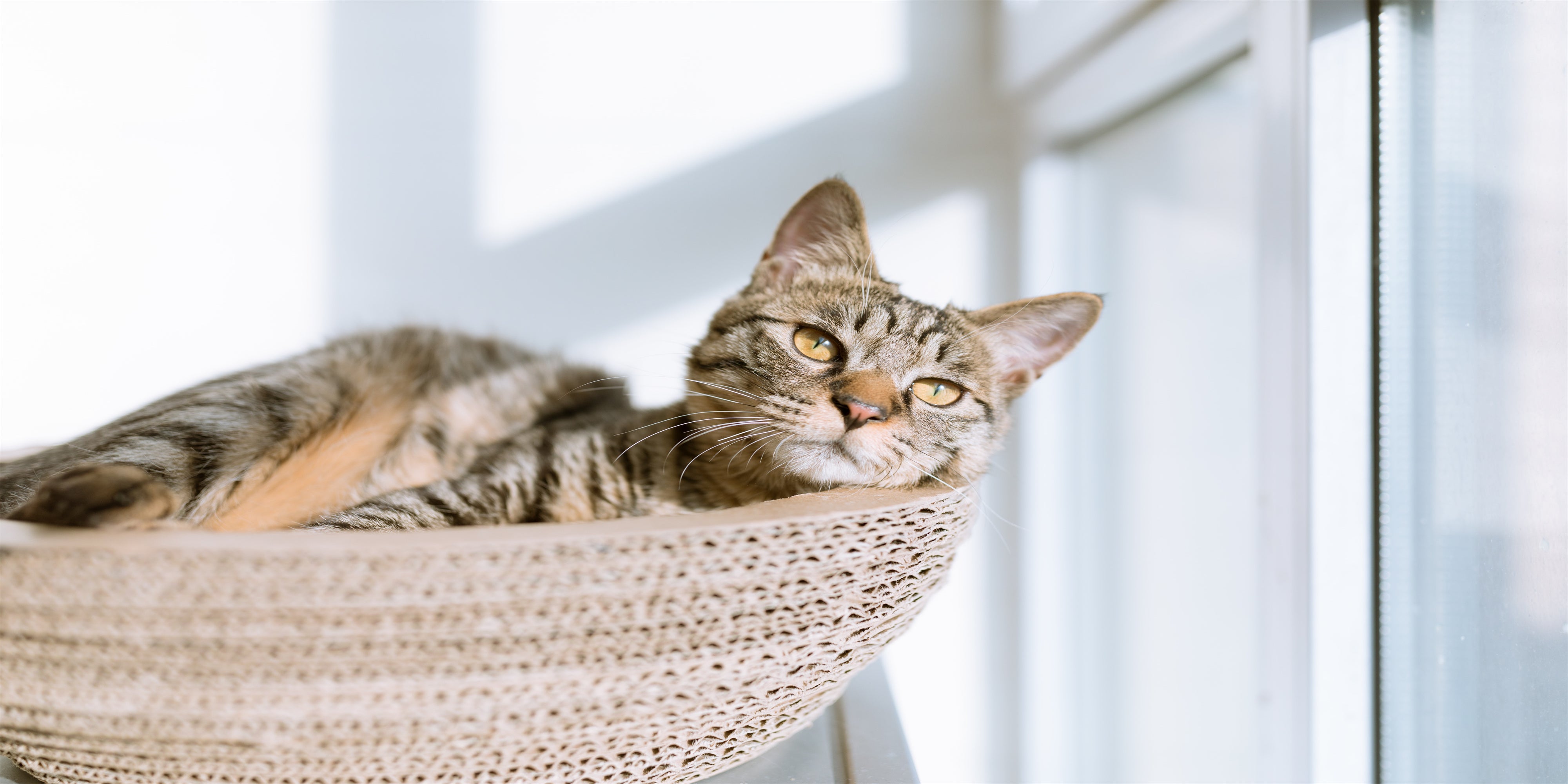 What Breeds of Cats are Clingy and How to Find the Right Companion for Them
