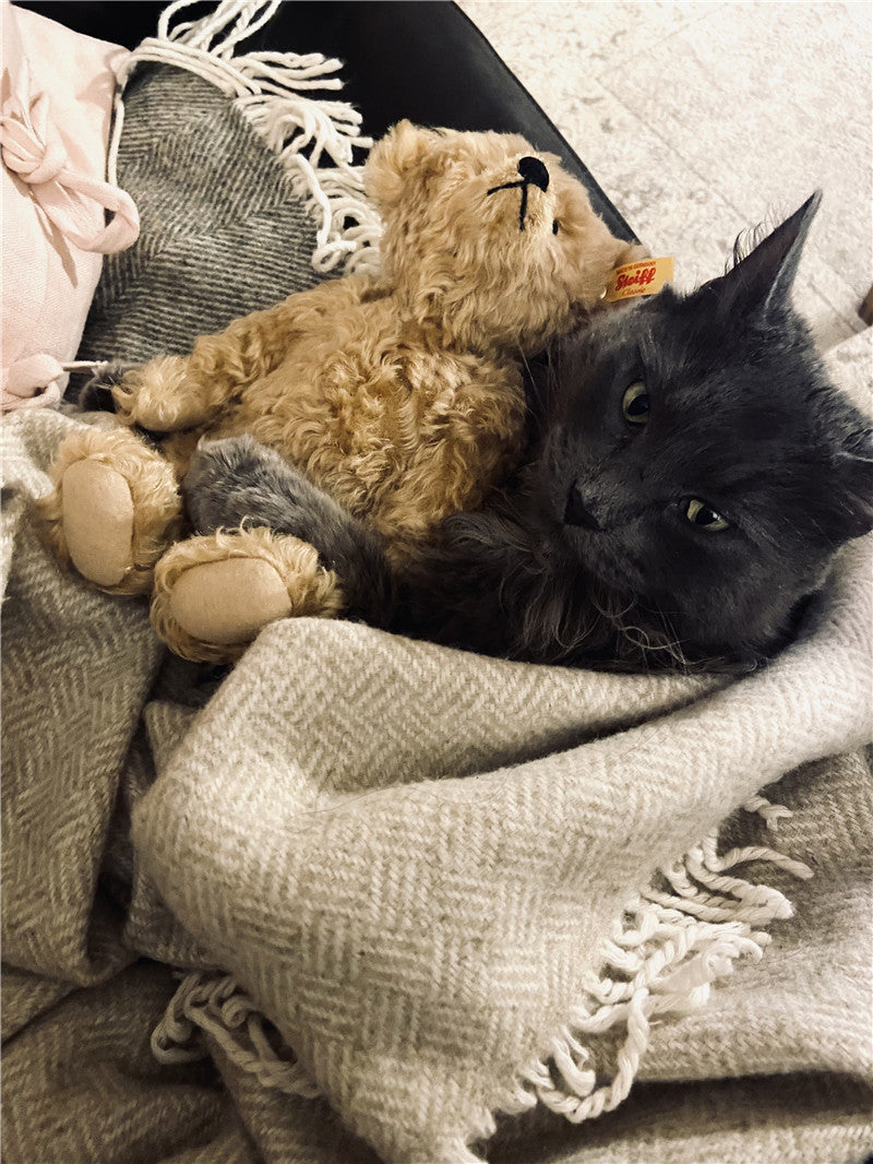 Mr Darcy and Lala
