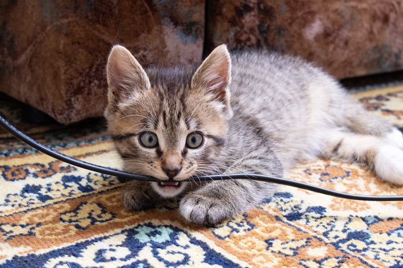 How Many Teeth Do Cats Have?