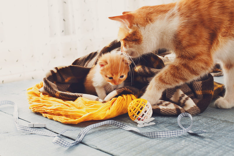 Do Cats Have Periods?