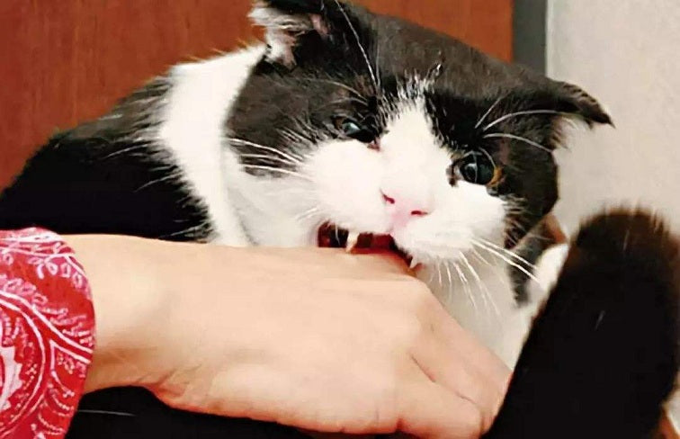 Top 6 Tips to Stop a Cat From Biting You