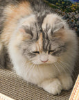 Retro Art Cat Scratcher