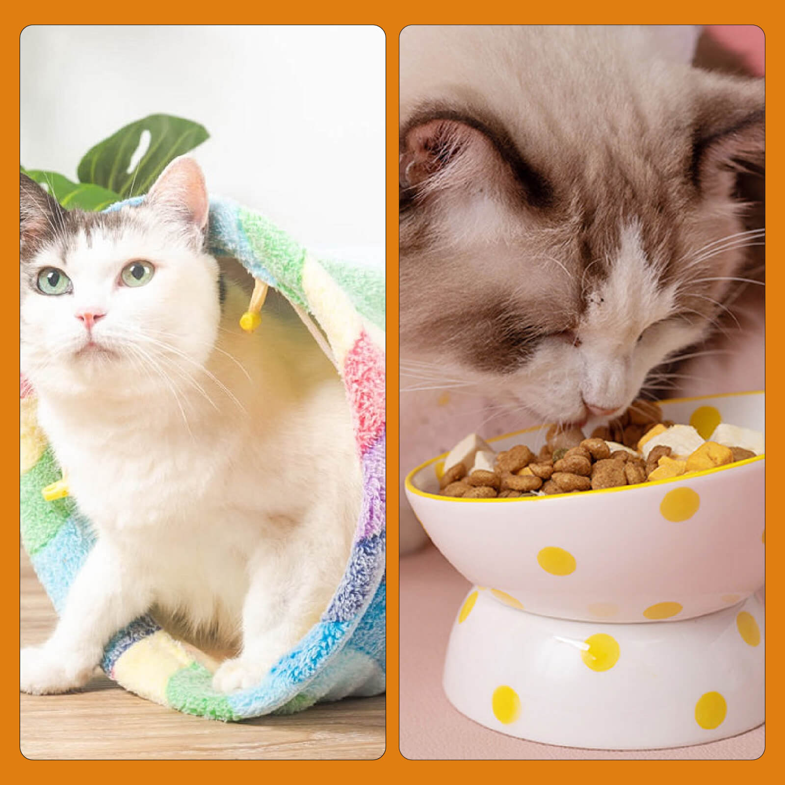 Elves in the Rainbow Cat Tunnel