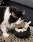 cat food bowl