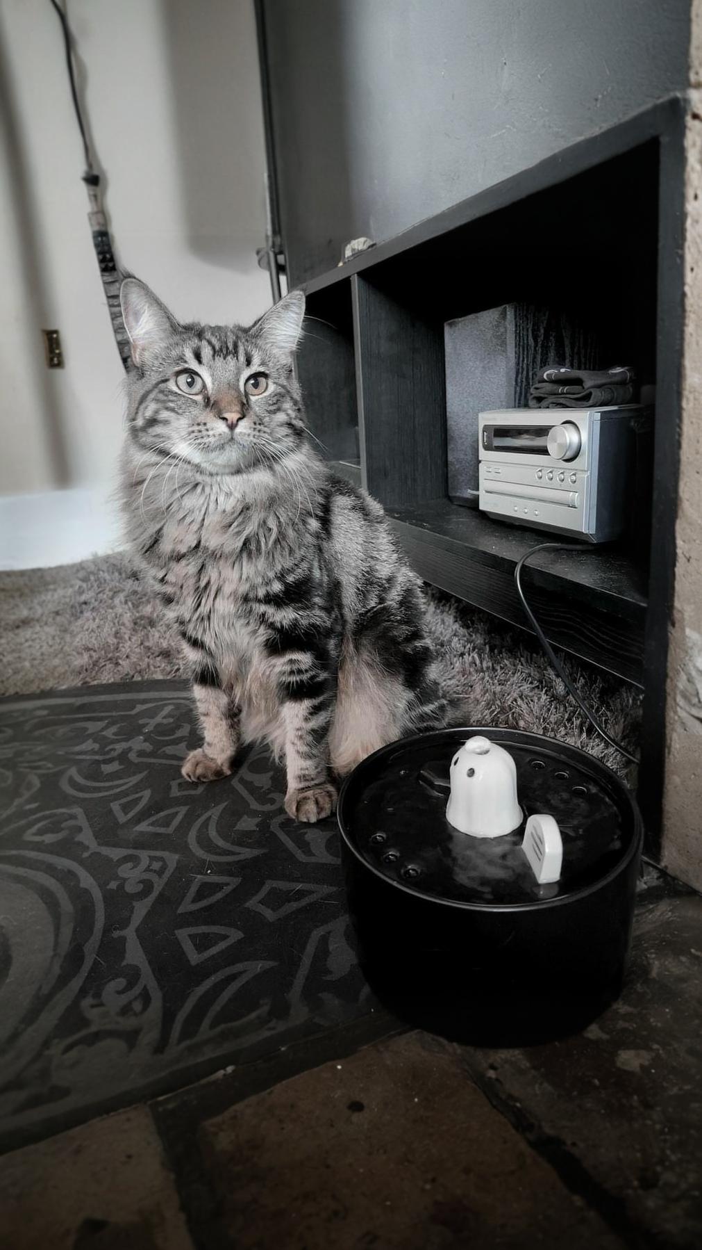 ghost cat water fountain