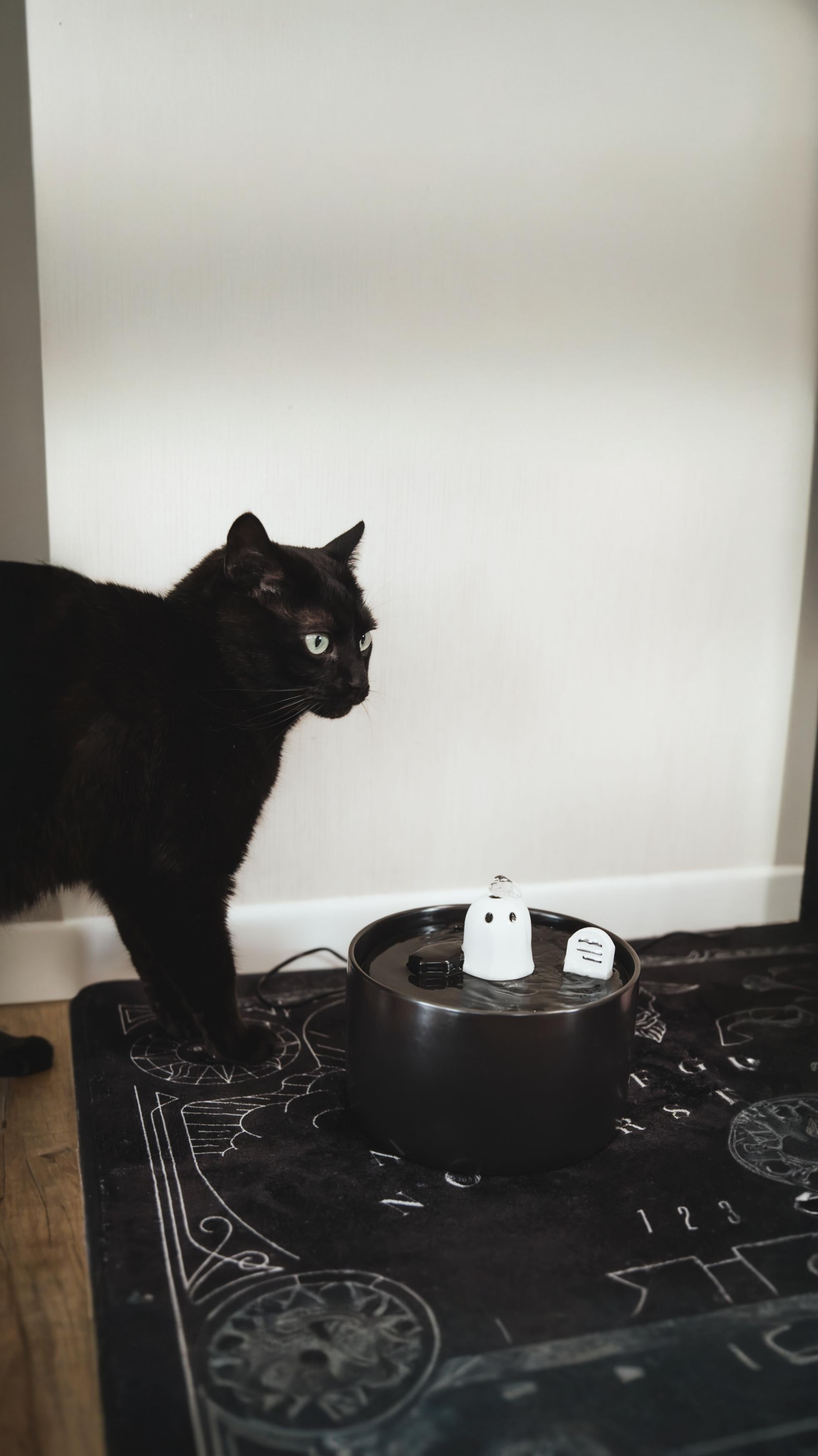 cat with ghost cat water fountain