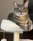 A cat lying in the soft top bed of the Milk Cloud Cat Tree