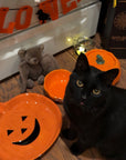 Pumpkin Patch Cat Bowl & Fountain Set