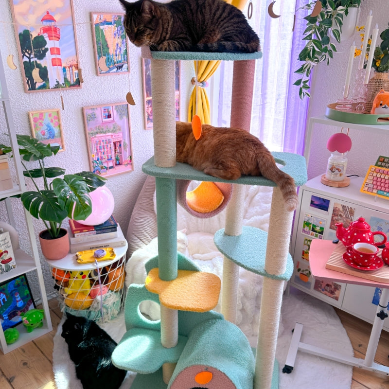 Tropical Series Set