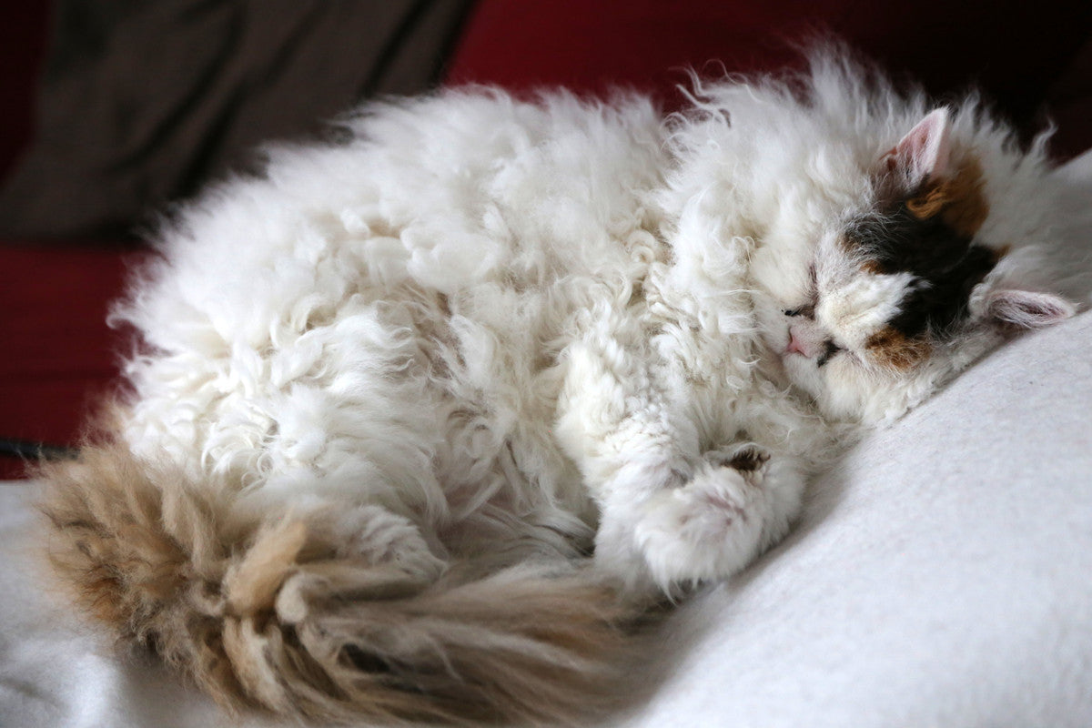 Do you know Selkirk Rex?