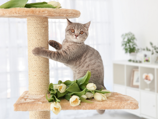 Cats at play: Cat trees that might impress your fluffy highness