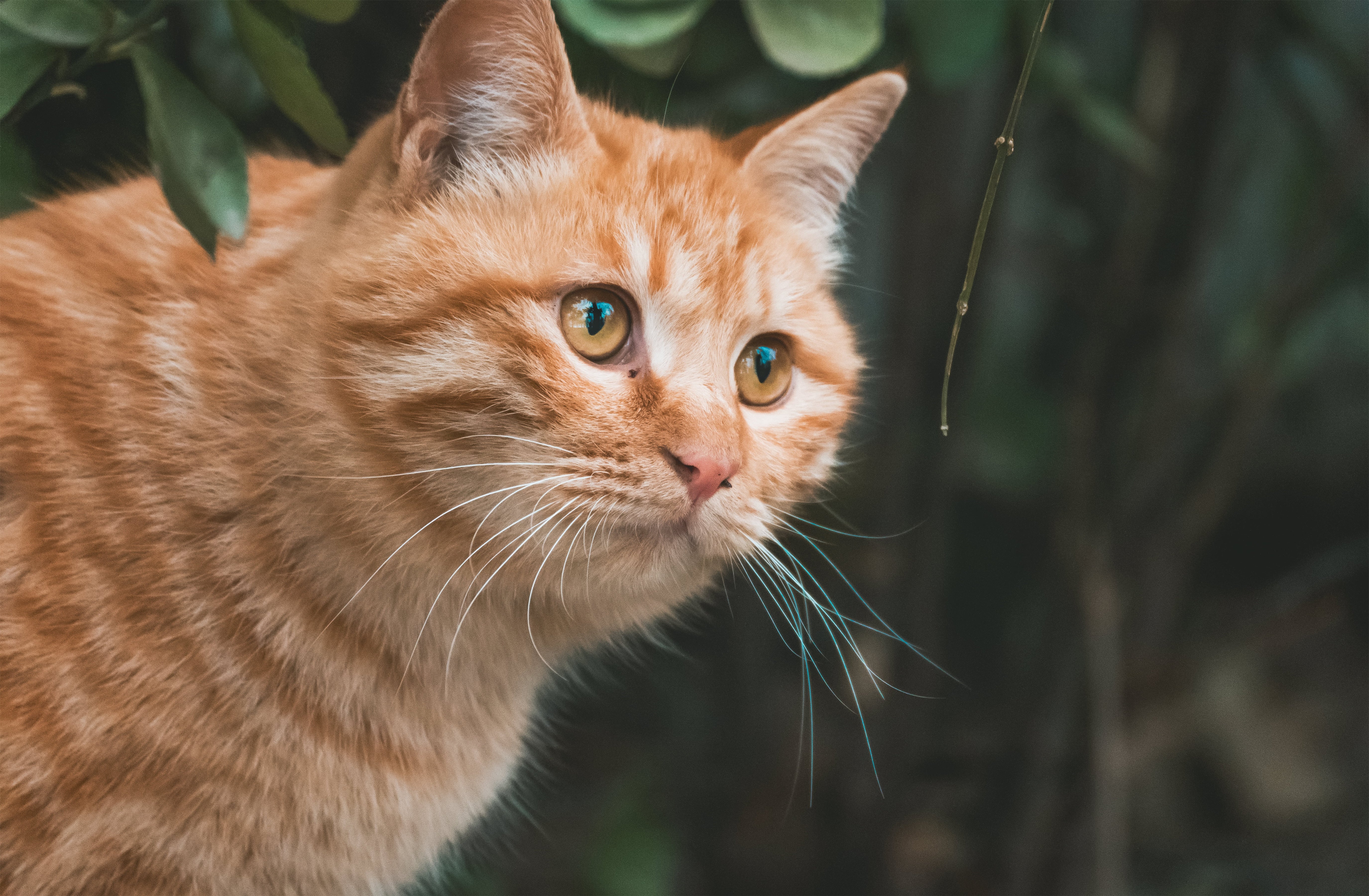 Allowing Your Cat Outside: Precautions and Benefits