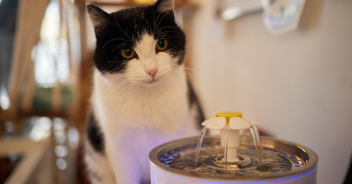 Why Your Cat Needs a Cat Water Fountain?