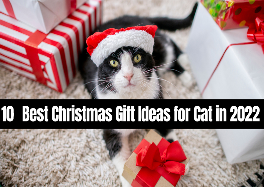10 Best Christmas Gift Ideas for Cat in 2022