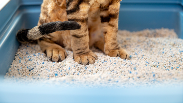 Is Cat Litter Dust Affecting Your Home More Than You Think?