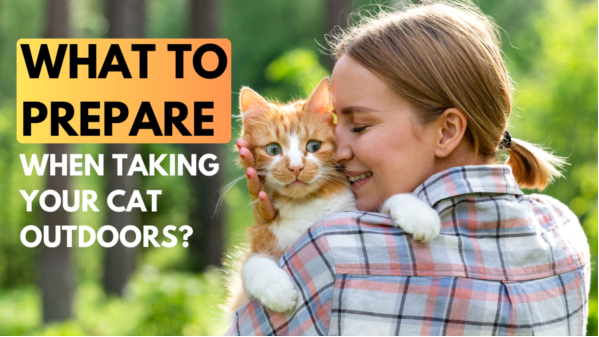 What to Prepare When Taking Your Cat Outdoors?