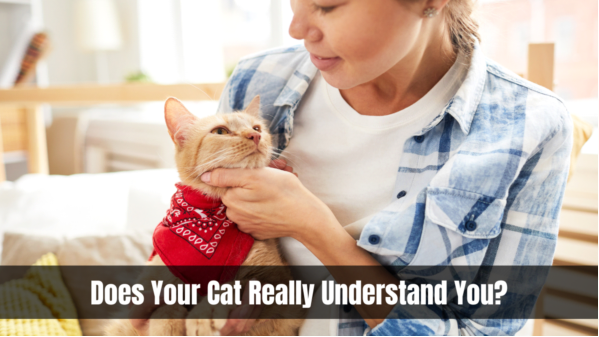 Does Your Cat Really Understand You?