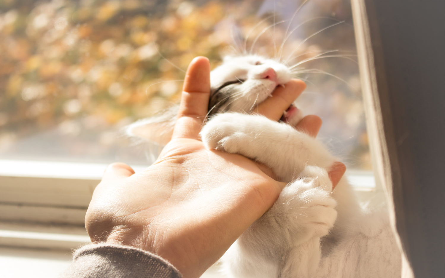Cat Love Bites 5 Reasons Why They Do It & How To Respond Happy & Polly