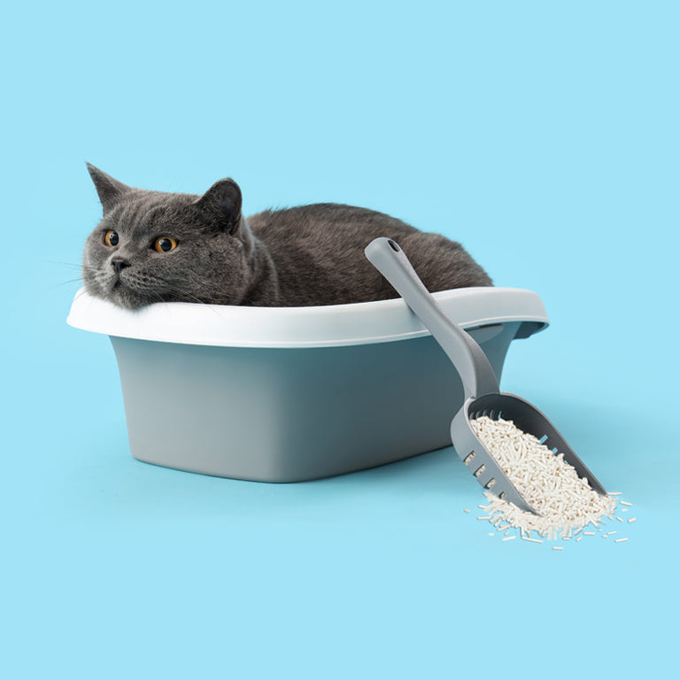 Why Tofu Cat Litter Is Replacing Traditional Litters Happy & Polly