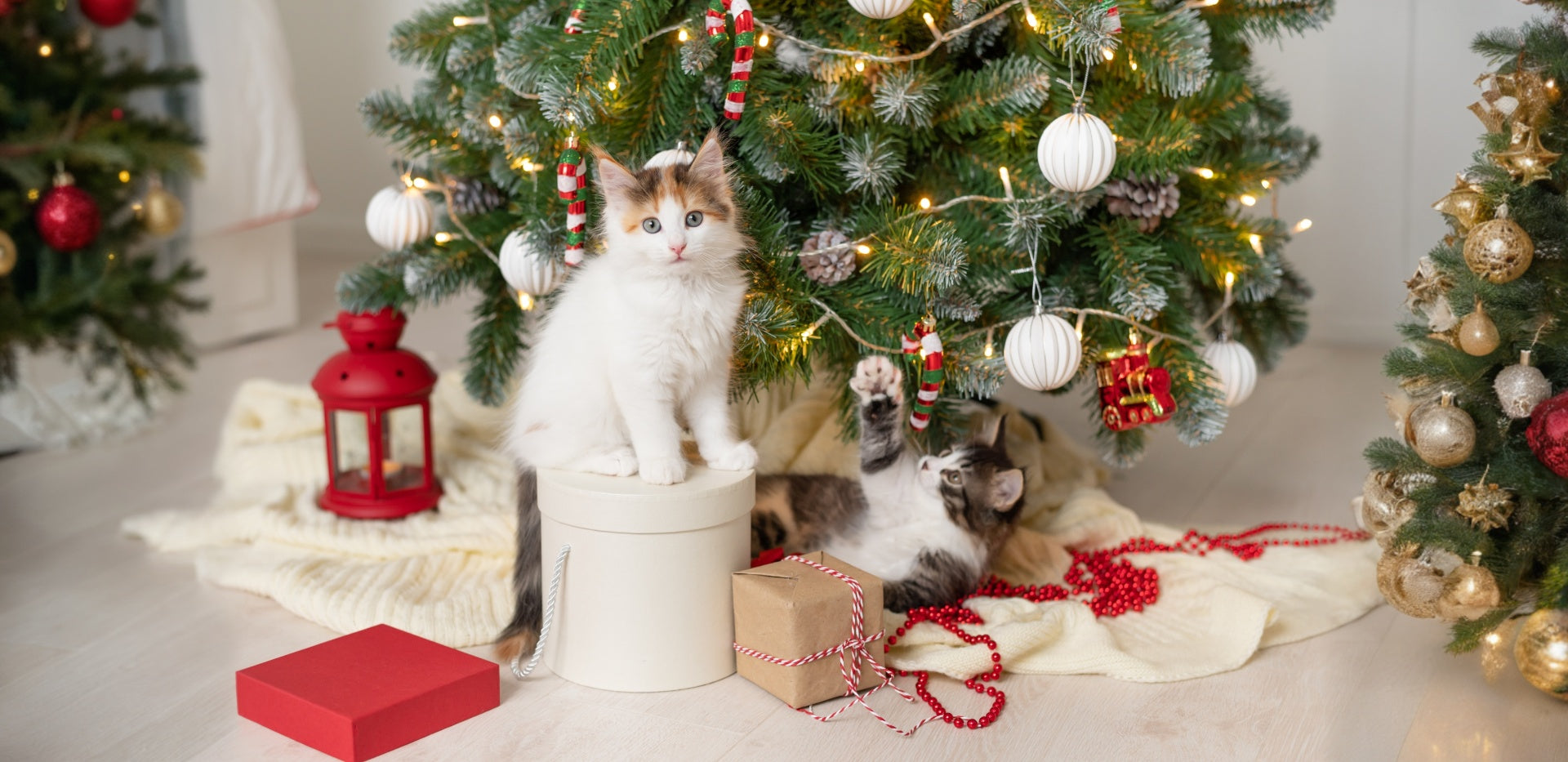 holiday-safety-tips-for-cats